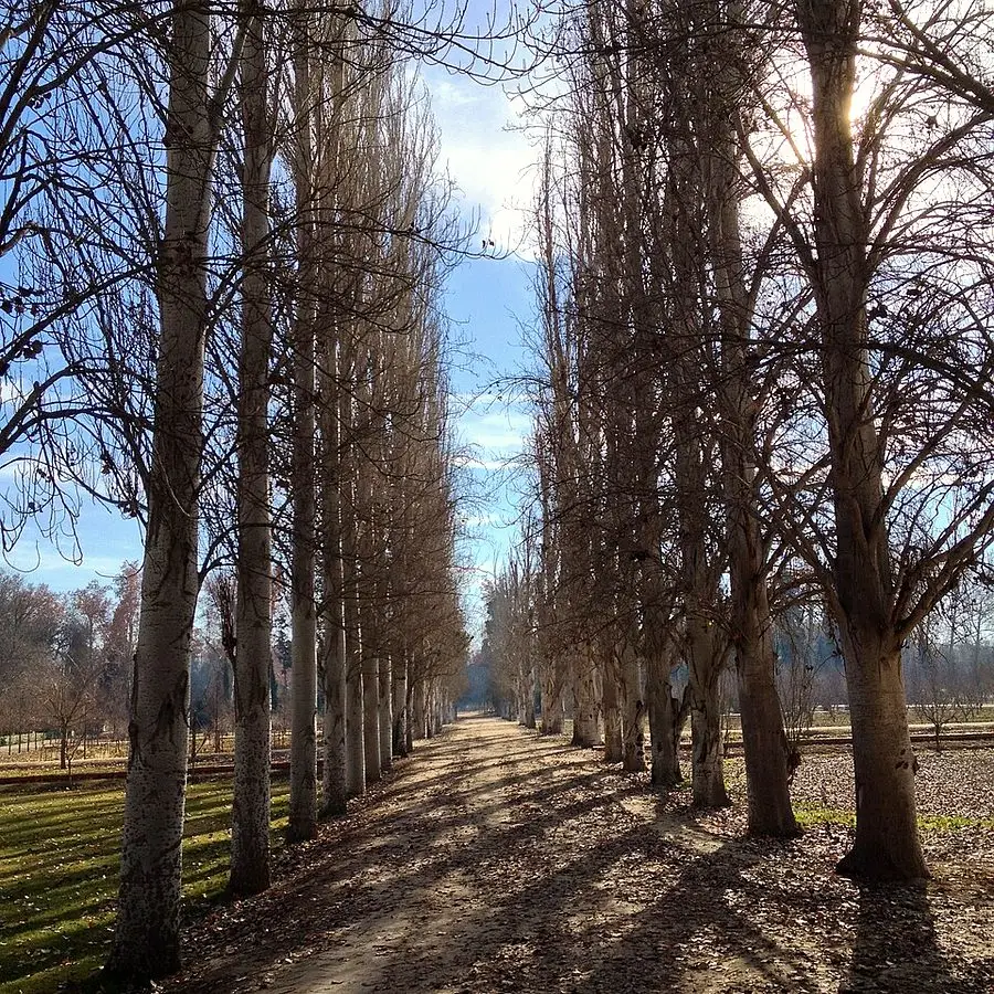 The gardens of the Royal Palace of Aranjuez